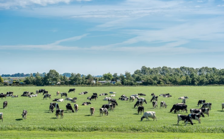 What to Expect During Your First Visit to a Working Ranch?