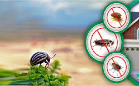 Affordable Termite Control Services in Lahore for Stronger Safer Property Protection Always