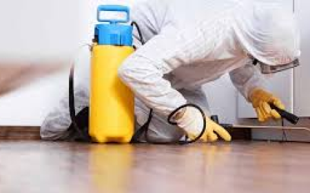 Trusted Termite Control Services in Lahore Delivering Reliable Property Protection Every Time
