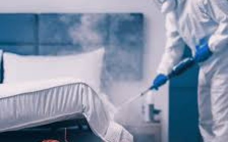 Bed Bug Treatment in Lahore Reliable Pest Control for Cleaner Homes