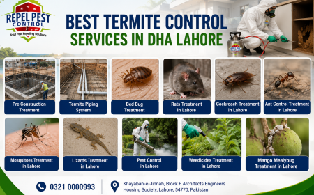 Termite Control Treatment in DHA Lahore | Professional Termite Protection Solutions
