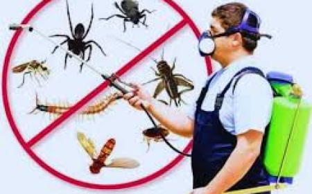 Termite Control Services in Lahore – Protect Your Property with Reliable Pest Management Solutions