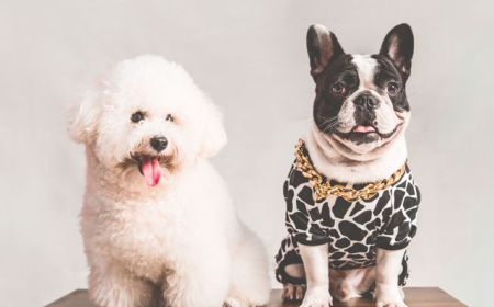 Accessories for Pets | Essential Products for Pet Care