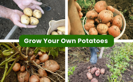 6 Potato Varieties to Grow in Your East Bay Garden