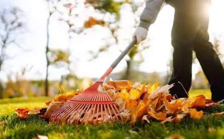 How to Choose the Best Yard Cleanup Service