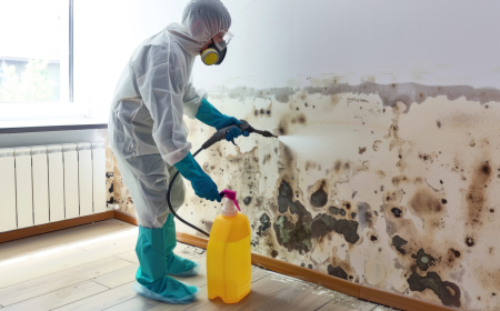 How to Choose the Best Mold Remediation Company in Los Angeles