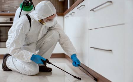 Mosquitoes Control | How to Reclaim Your Yard for Good