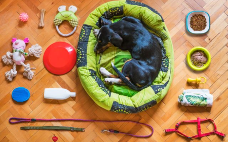 Accessories for Pets | Essential Pet Care Products Guide