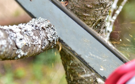 The Complete Guide to Garden Maintenance and Garden Services in Sydney