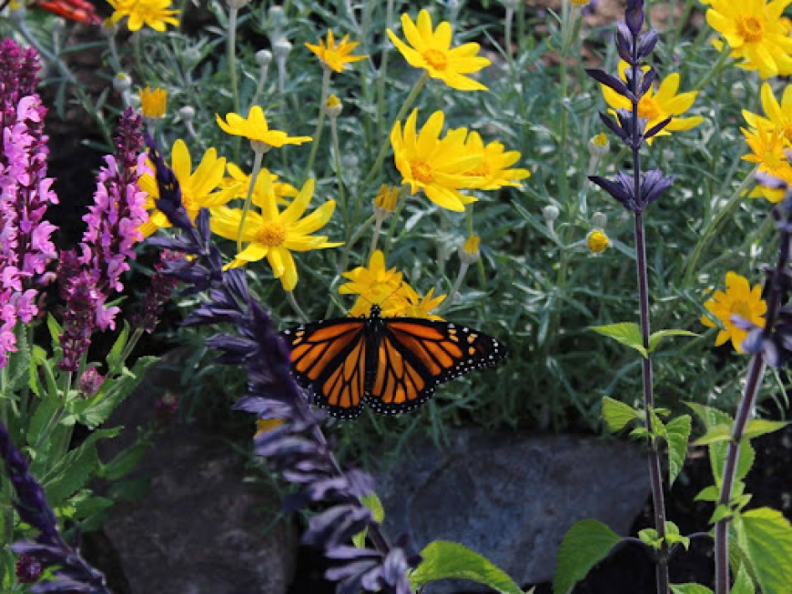 Milkweed Plant Guide for San Leandro Monarch Gardens