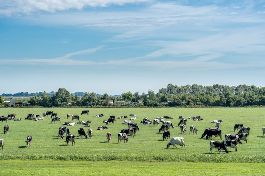 What to Expect During Your First Visit to a Working Ranch?