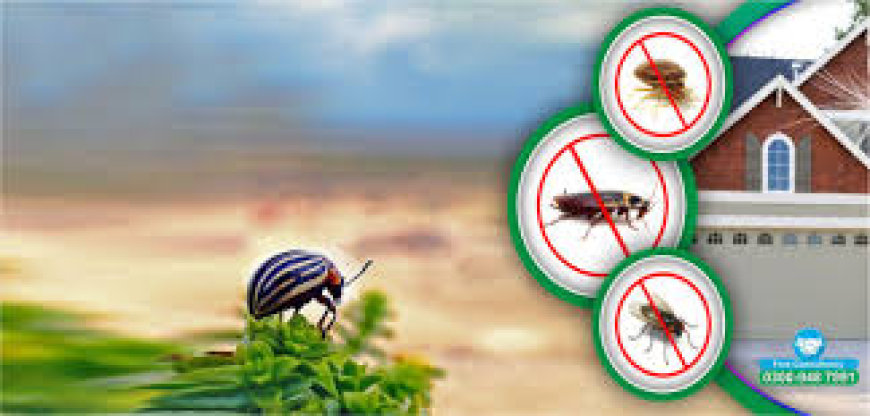 Affordable Termite Control Services in Lahore for Stronger Safer Property Protection Always