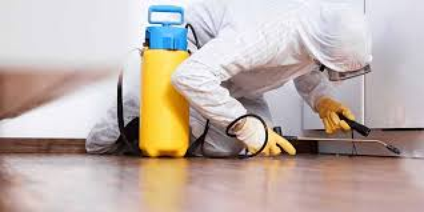 Trusted Termite Control Services in Lahore Delivering Reliable Property Protection Every Time
