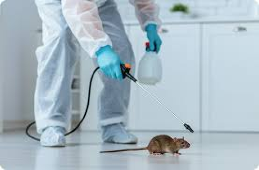 Rat Pest Control Near Me Smart Protection for Homes and Businesses