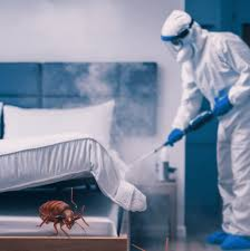 Bed Bug Treatment in Lahore Reliable Pest Control for Cleaner Homes