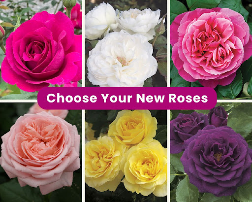 Best Roses for East Bay Gardens | Evergreen Nursery