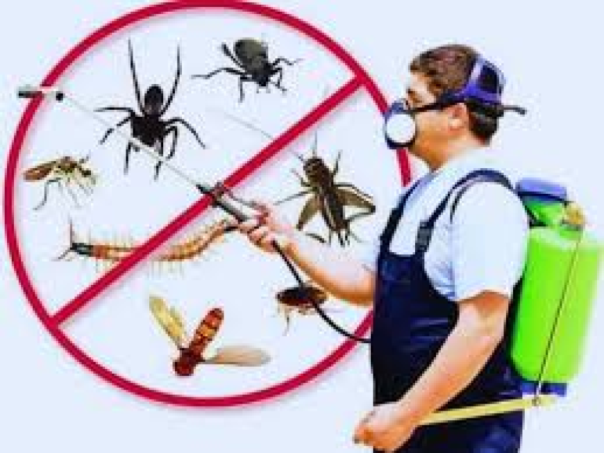 Termite Control Services in Lahore – Protect Your Property with Reliable Pest Management Solutions