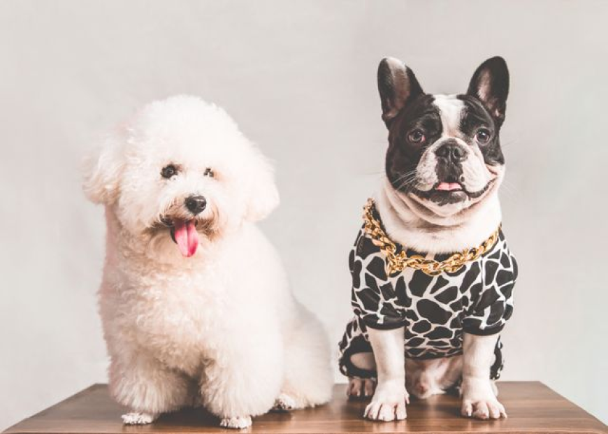 Accessories for Pets | Essential Products for Pet Care