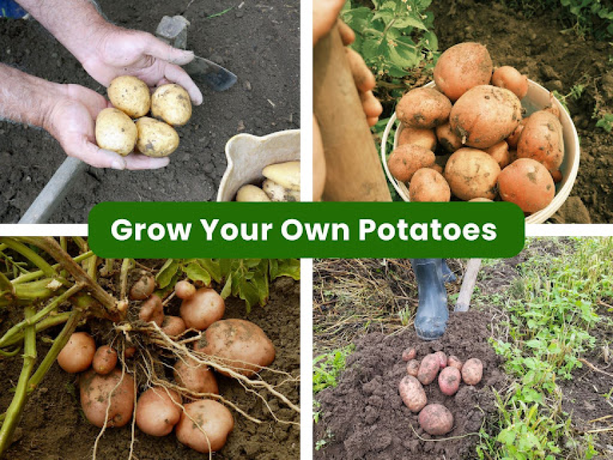 6 Potato Varieties to Grow in Your East Bay Garden