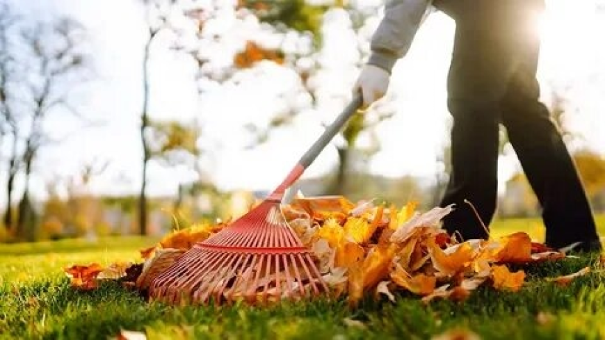 How to Choose the Best Yard Cleanup Service