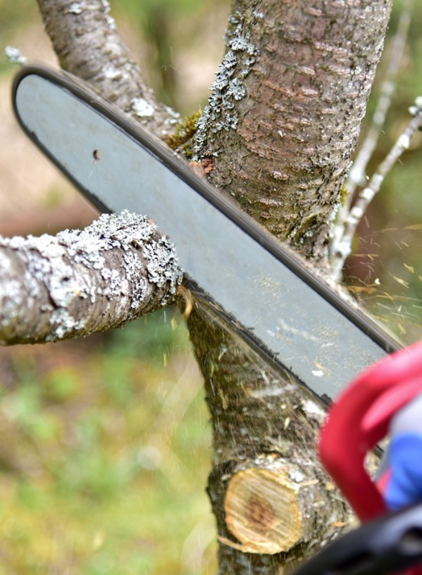The Complete Guide to Garden Maintenance and Garden Services in Sydney