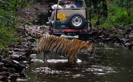 Ranthambore Jeep Safari Booking | Private Jeep Safari