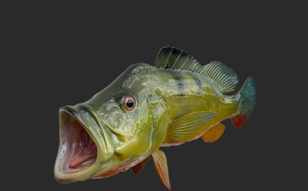 Premium Fish Mount Replicas: Realistic Taxidermy Replicas for Anglers