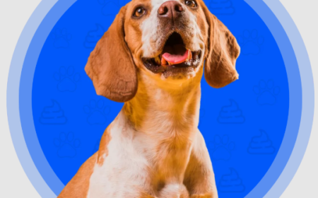 Pooper Scooper Services: The Easy Way to Keep Your Yard Clean and Healthy