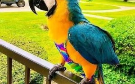Blue Macaw Parrots for Sale: Exploring Personality, Intelligence, and Social Needs
