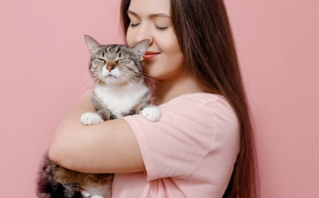Affordable Options to Shop Cat Supplies for Indoor Cats
