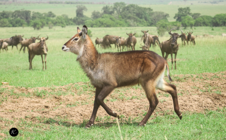 How Many Days Do You Need for a Tanzania Safari? A Trip-Length Guide
