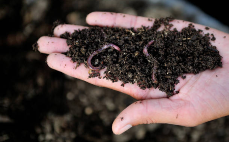 How to Get Worms for Composting: A Beginner's Guide