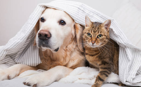 Benefits of In-Home Care From Overnight Pet Sitters Denver Pet Owners Trust