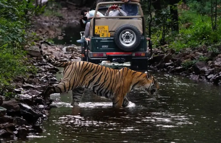 Ranthambore Jeep Safari Booking | Private Jeep Safari