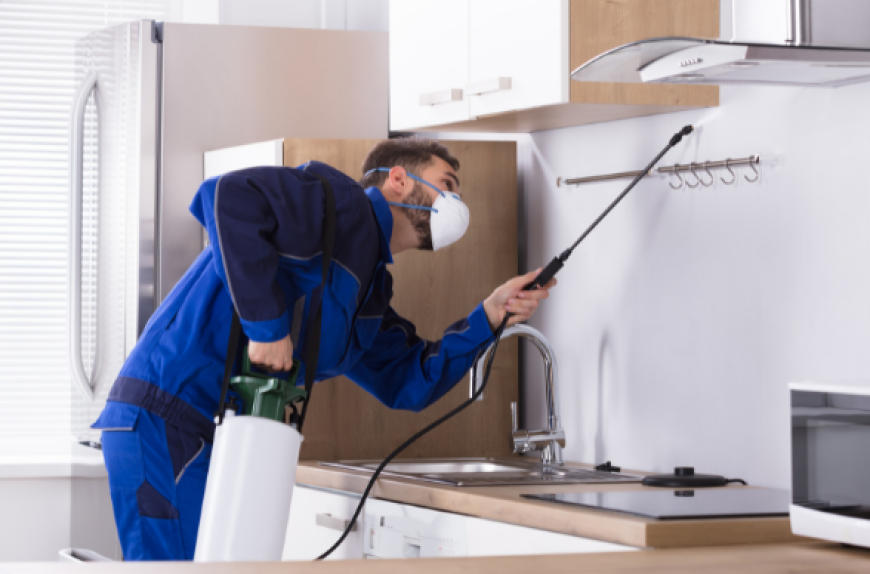 Pest Control Services & Pest Control Lahore