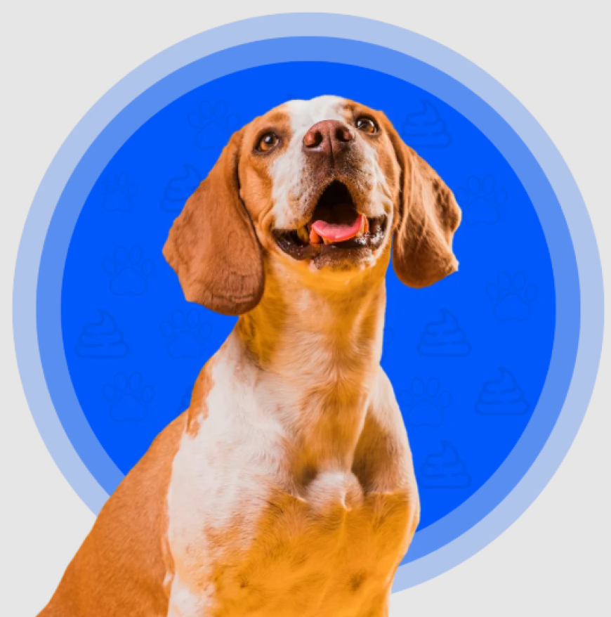 Pooper Scooper Services: The Easy Way to Keep Your Yard Clean and Healthy