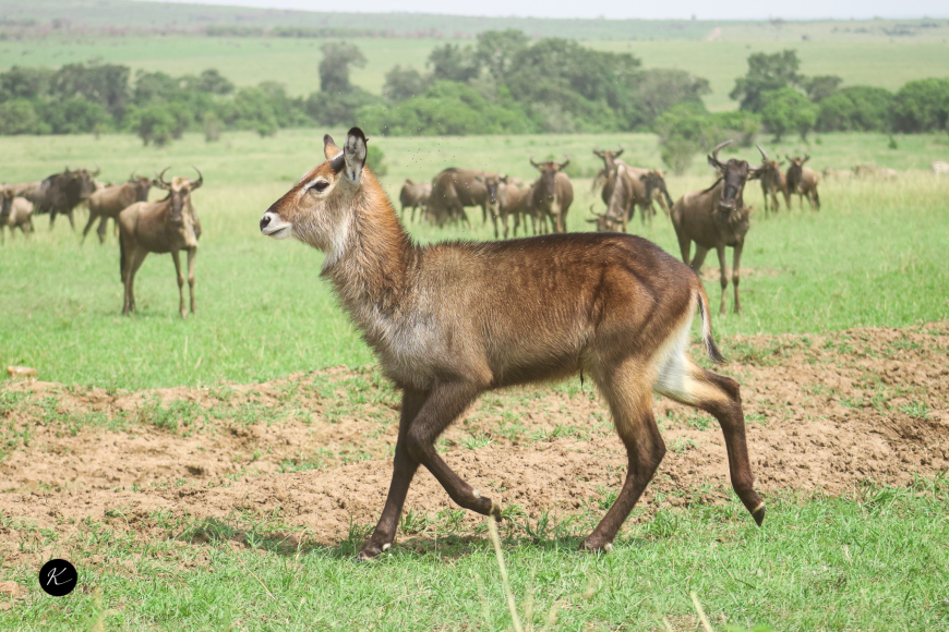 How Many Days Do You Need for a Tanzania Safari? A Trip-Length Guide
