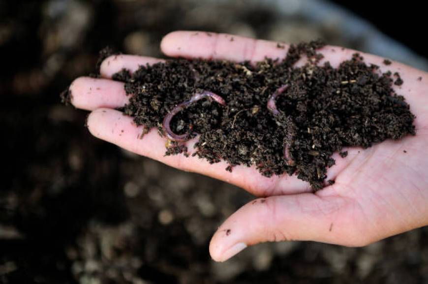 How to Get Worms for Composting: A Beginner's Guide