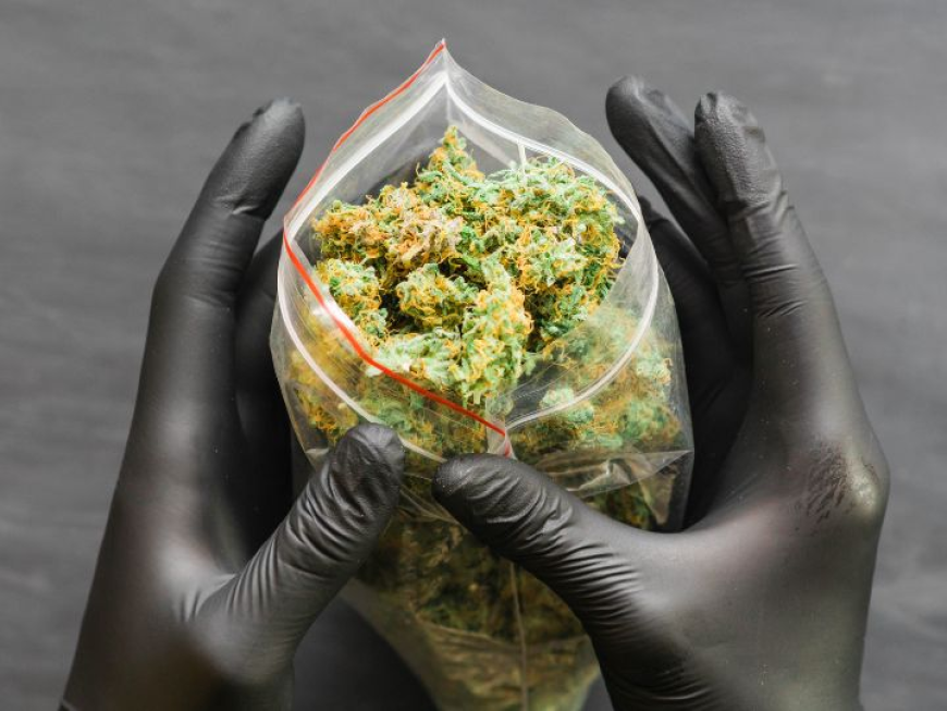 A Complete Guide to Legal Weed Delivery Services in New Westminster