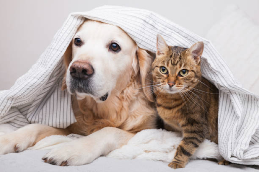 Benefits of In-Home Care From Overnight Pet Sitters Denver Pet Owners Trust