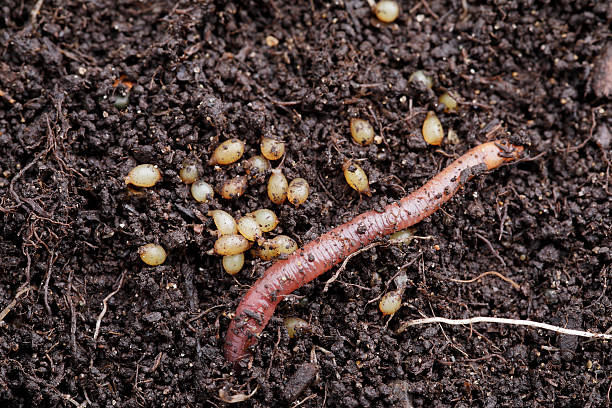 Worm Eggs: What They Are and How They Help Your Worm Bin