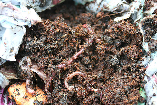 Can You Recommend Some Reliable Brands for Worm Bedding and Containers?