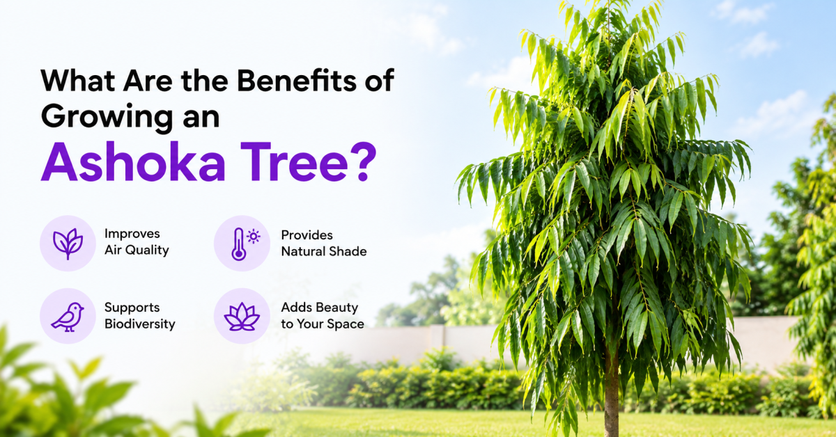 What Are the Benefits of Growing an Ashoka Tree?