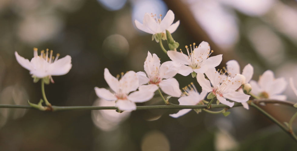 Professional Miscarriage Support and Counselling Services in Sydney