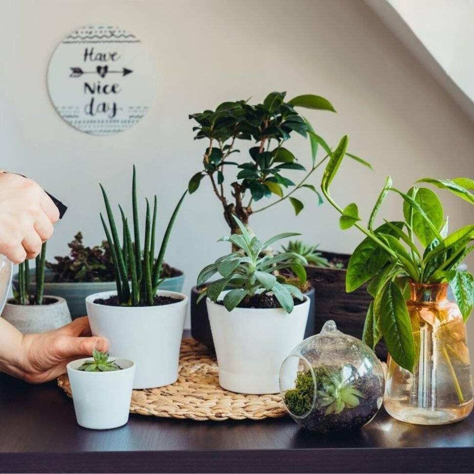 Houseplant Watering & Care in Warm Weather | Plant Nursery