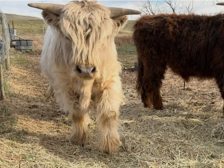 Miniature Highland Cow: A Complete Guide to These Charming Cattle
