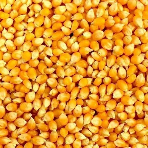 Maize Manufacturers in Telangana | Quality Maize Suppliers
