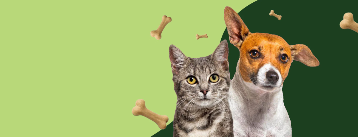 Doggy mats & Dog Bed: Best Comfort Guide