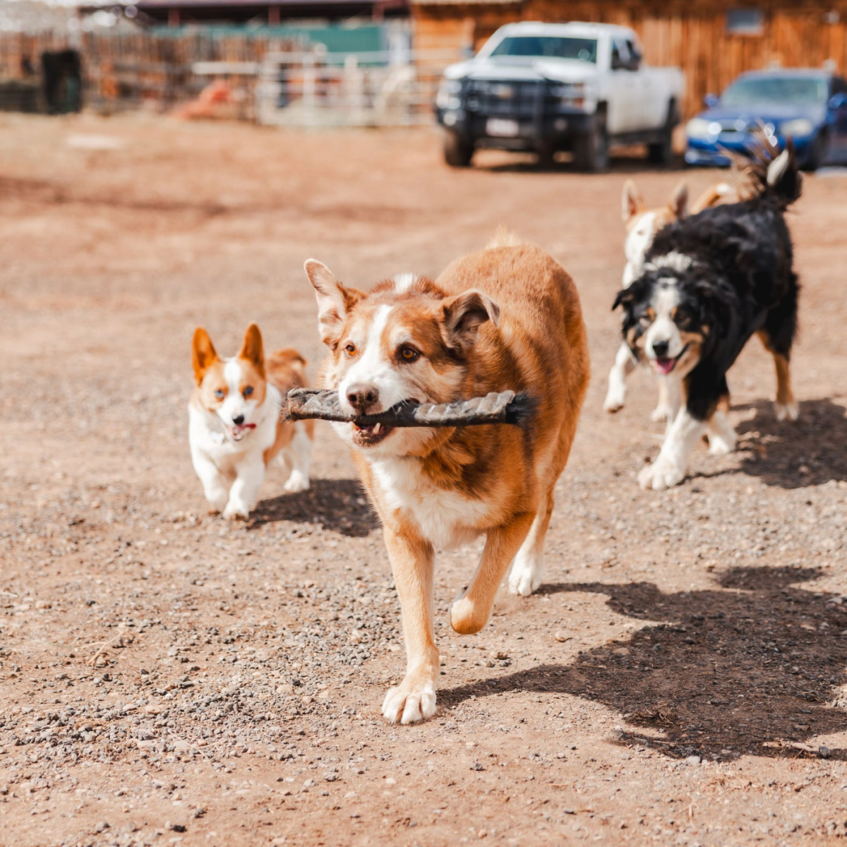 Is Rawhide Good for Dogs? A Guide to Safe and Long-Lasting Chews 