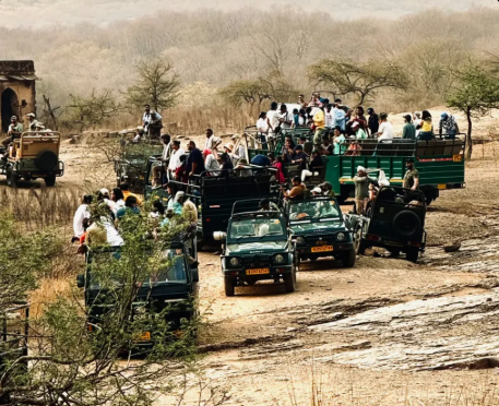 Ranthambore Safari Booking | Book Jeep & Canter Safari